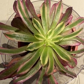 Photo of the plant species Phoenix Flame Aeonium by @PioneerRutabaga named Aeonium ‘Phoenix Flame’ on Greg, the plant care app