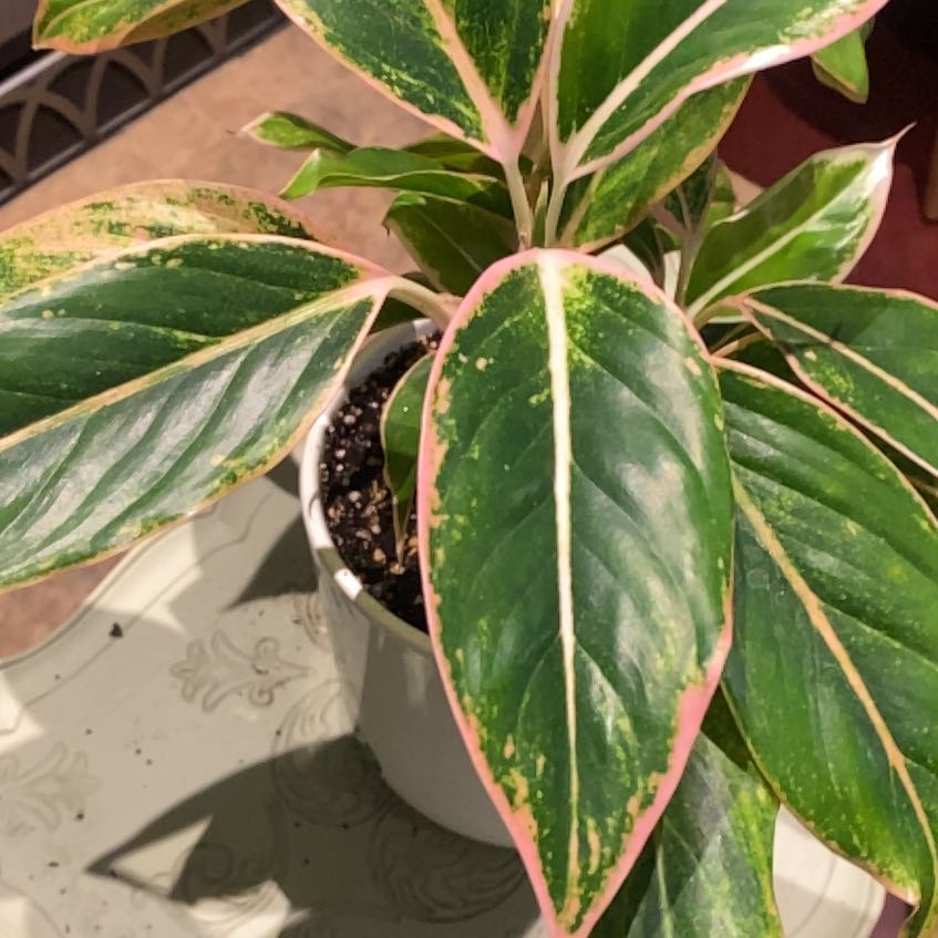 Photo of the plant species Agalonema 'Pink Lipstick' by @PioneerRutabaga named Aglaonema ‘Pink Lipstick’ on Greg, the plant care app