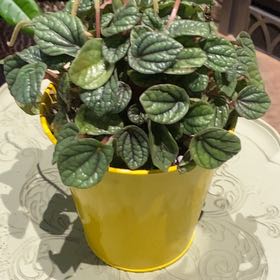 Photo of the plant species Peperomia 'Burbella' by @PioneerRutabaga named Peperomia ‘Burbella’ on Greg, the plant care app