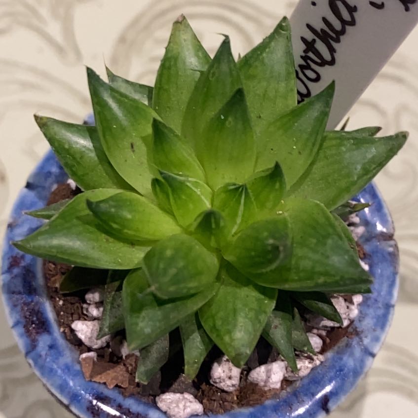 Photo of the plant species Variegated Cathedral Window Haworthia by @PioneerRutabaga named Haworthia cymbriformis ‘Catherdral Windows’ on Greg, the plant care app