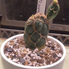 Photo of the plant species Cobra Cactus by @PioneerRutabaga named Cactus - ‘Cobra’ Opunita Reticulata on Greg, the plant care app