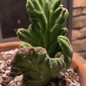 Photo of the plant species Carrion Flower by @PioneerRutabaga named Cactus - Stapelia Leendertziae Cristata on Greg, the plant care app