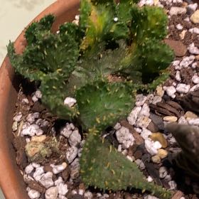 Photo of the plant species Green Coral Cactus by @PioneerRutabaga named Cactus - Green Coral Euphorbia Flanaganii on Greg, the plant care app