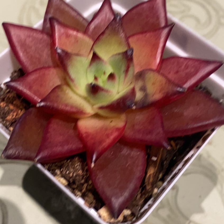 Photo of the plant species Echeveria Romeo Rubin by @PioneerRutabaga named Echeveria Agavoides Romeo Rubin on Greg, the plant care app