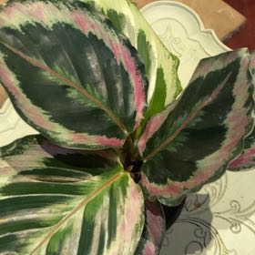 Photo of the plant species Calathea 'Shinestar' by @PioneerRutabaga named Calathea ‘ShineStar’ on Greg, the plant care app