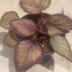 Photo of the plant species Begonia 'Steve's Leaves Overspray' by @PioneerRutabaga named Begonia ‘Steve’s Leaves Overspray’ on Greg, the plant care app