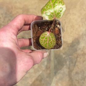 Plant care for Amaryllis on Greg, the plant care app