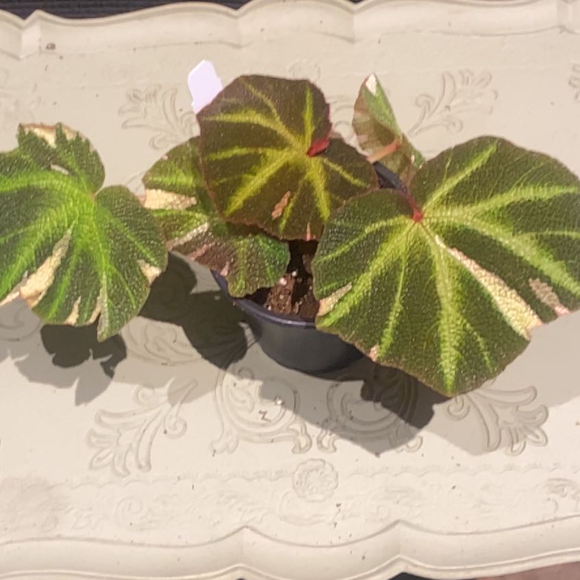 Photo of the plant species Begonia Variegated by @PioneerRutabaga named Begonia Soil Mutata Variegated on Greg, the plant care app