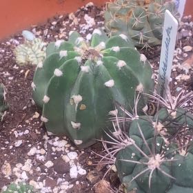Photo of the plant species Easter Lily Cactus by @PioneerRutabaga named Cactus - Easter Lily on Greg, the plant care app