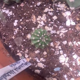 Photo of the plant species Domino Cactus by @PioneerRutabaga named Cactus - Domino on Greg, the plant care app