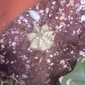Photo of the plant species Varigated melon spurge by @PioneerRutabaga named Cactus - Melon Spurge Variegated on Greg, the plant care app