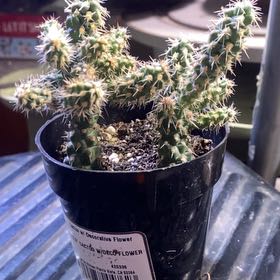 Photo of the plant species Mini Cholla by @PioneerRutabaga named Cactus - Mini Cholla on Greg, the plant care app