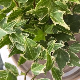 Photo of the plant species Mini Adam Ivy by @PioneerRutabaga named Ivy - Mini Adam on Greg, the plant care app