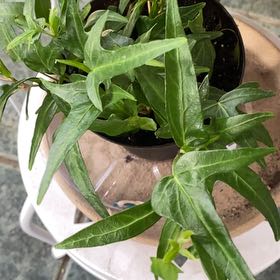 Photo of the plant species Spearpoint Ivy by @PioneerRutabaga named Ivy - Spearpoint on Greg, the plant care app