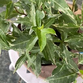 Photo of the plant species Little Herman Ivy by @PioneerRutabaga named Ivy - Little Herman on Greg, the plant care app