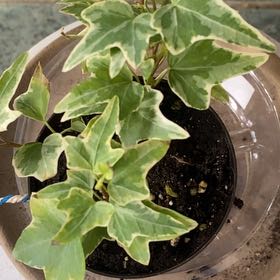 Photo of the plant species English Ivy 'Ingrid' by @PioneerRutabaga named Ivy - Ingrid Liz on Greg, the plant care app