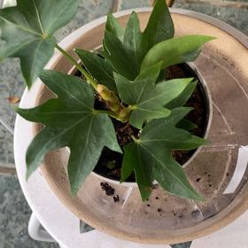 Photo of the plant species Tree Ivy by @PioneerRutabaga named Ivy - Tree on Greg, the plant care app