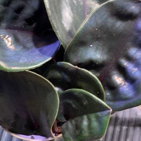 Photo of the plant species Geogenanthus ciliatus by @PioneerRutabaga named Geogenanthus Ciliatus on Greg, the plant care app