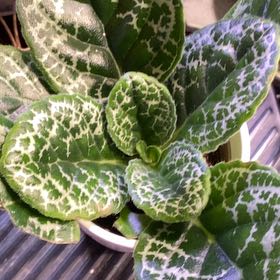 Photo of the plant species Streptocarpus 'Pretty Turtle' by @PioneerRutabaga named Primulina -‘ Pretry Turtle’ on Greg, the plant care app