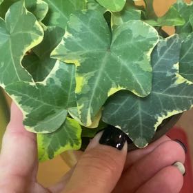 Photo of the plant species Ivy by @PioneerRutabaga named Ivy - Glacier on Greg, the plant care app