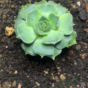Photo of the plant species Echeveria 'Moonglow' by @PioneerRutabaga named Echeveria ‘Moonglow’ on Greg, the plant care app
