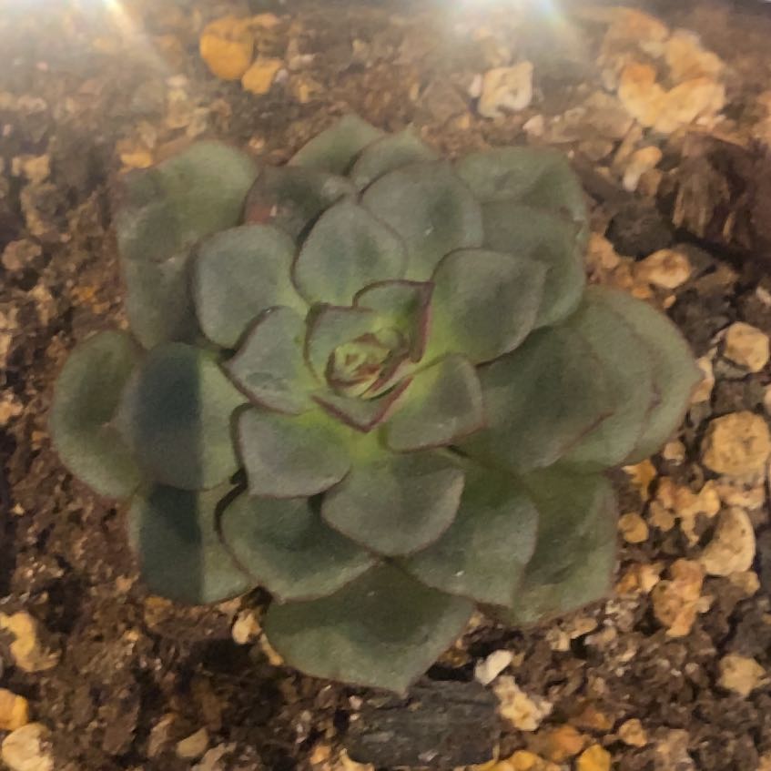 Photo of the plant species Echeveria 'Moranii' by @PioneerRutabaga named Echeveria ‘Moranii’ on Greg, the plant care app