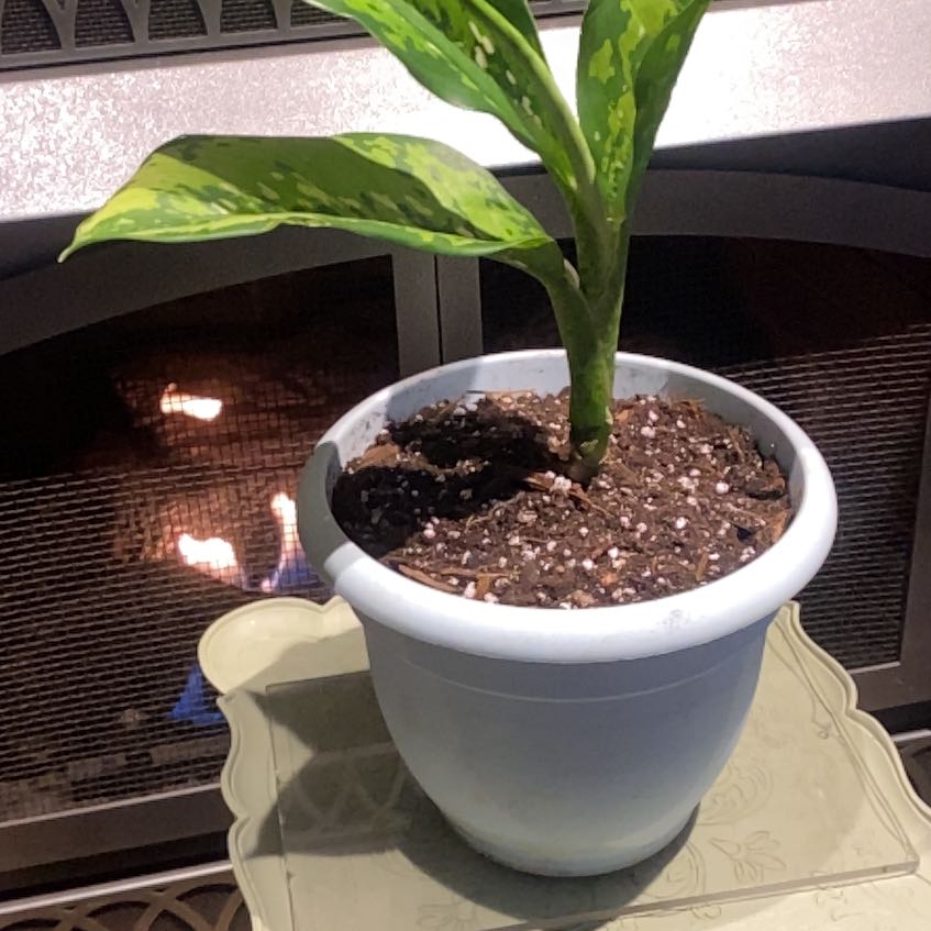 Photo of the plant species Diffenbachia Crocodile by @PioneerRutabaga named Dieffenbachia ‘Crocodile” on Greg, the plant care app