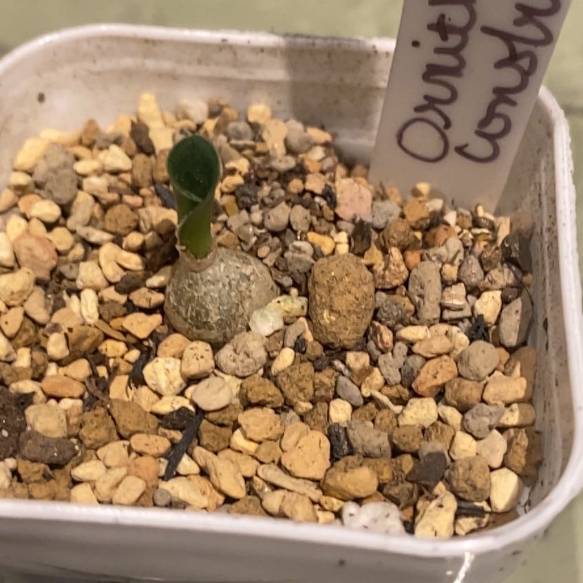 Photo of the plant species Ornithogalum constrictum by @PioneerRutabaga named Ornithogalum Constructum on Greg, the plant care app