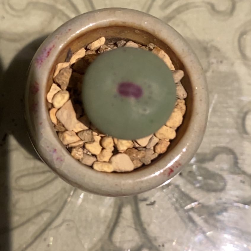 Photo of the plant species Conophytum Pageae Toringberg Lithop by @PioneerRutabaga named Conophytum Pageae on Greg, the plant care app