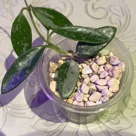 How to Care for Hoya Lima Splash: Mastering Water, Sunlight & More