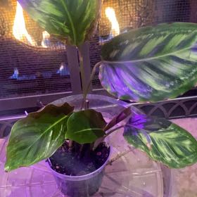 Photo of the plant species Calathea 'Flamestar' by @PioneerRutabaga named Calathea ‘Flamestar’ on Greg, the plant care app