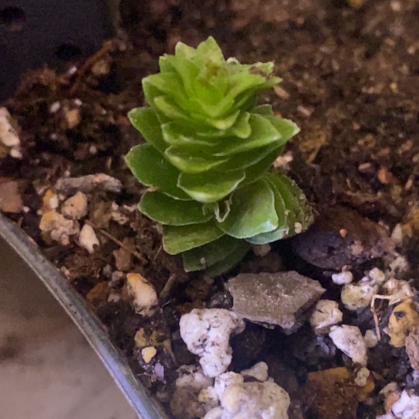 Photo of the plant species Crassula 'Spiralis' by @PioneerRutabaga named Crassula ‘Spiralis’ on Greg, the plant care app