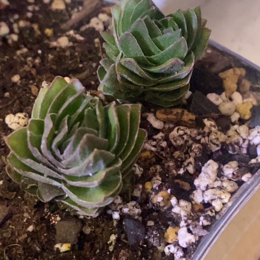 Photo of the plant species Crasusula buddha's temple by @PioneerRutabaga named Crassula - Buddhas Temple on Greg, the plant care app