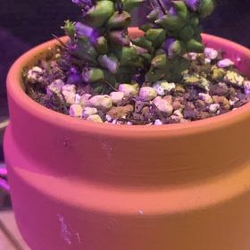 Photo of the plant species African Milk Barrel by @PioneerRutabaga named Cactus - Euphorbia Horrida ‘Monstrousa’ on Greg, the plant care app