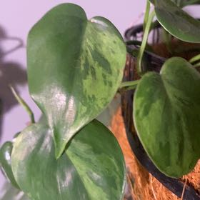 Photo of the plant species Variegated Philodendron by @PioneerRutabaga named Philodendron variegated heart leaf on Greg, the plant care app