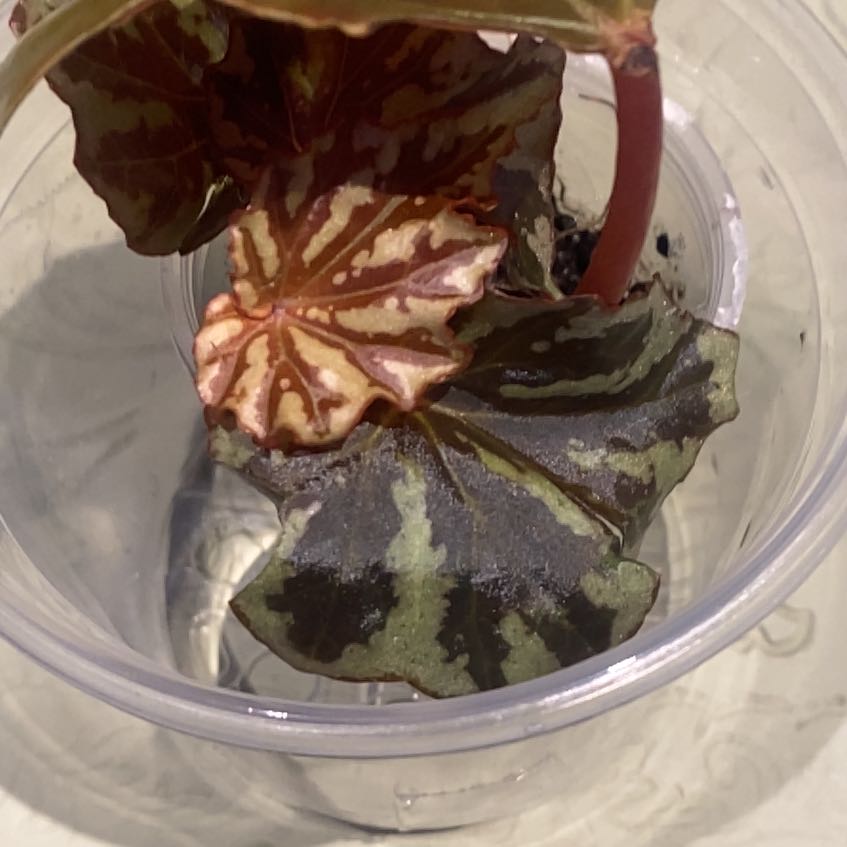 Photo of the plant species Begonia 'Irian Jaya' by @PioneerRutabaga named Begonia ‘Irian Jaya’ on Greg, the plant care app