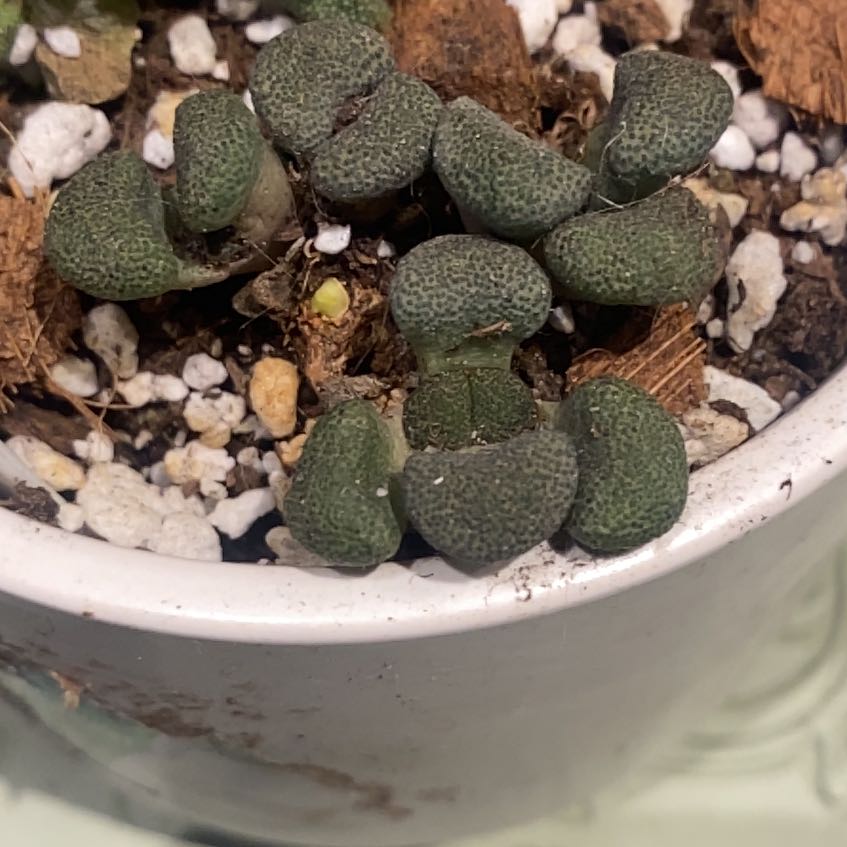 Photo of the plant species Aloinopsis schoonesii by @PioneerRutabaga named Aloinopsis Schooneesii on Greg, the plant care app