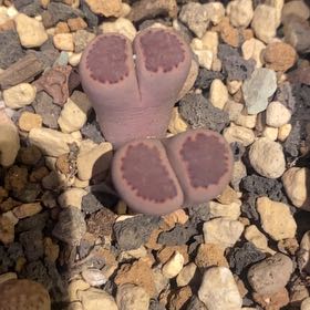 Photo of the plant species Living Stones by @PioneerRutabaga named Lithops Julii ‘Red Violet’ on Greg, the plant care app