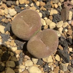 Photo of the plant species Conophytum cylindratum by @PioneerRutabaga named Conophytum Cylindratum on Greg, the plant care app