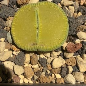 Photo of the plant species Living Stones by @PioneerRutabaga named Lithops aucampiae Bellakitty on Greg, the plant care app