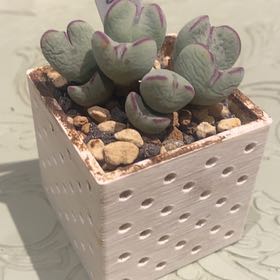 Photo of the plant species Living Pebble by @PioneerRutabaga named Conophytum on Greg, the plant care app