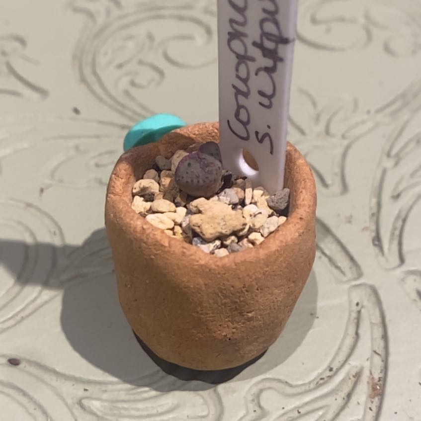 Photo of the plant species Button Plant by @PioneerRutabaga named Conophytum Taylorianum subsp. Ernianum on Greg, the plant care app