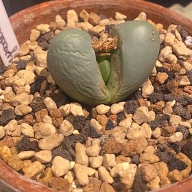 Photo of the plant species Argyroderma spp. by @PioneerRutabaga named Argyroderma spp. on Greg, the plant care app