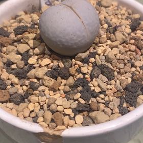 Photo of the plant species Living Stone by @PioneerRutabaga named Lithops Karasmontana ‘Golf’ on Greg, the plant care app