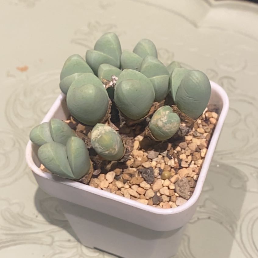 Photo of the plant species Argyroderma delaetii by @PioneerRutabaga named Argyroderma Delaetii on Greg, the plant care app