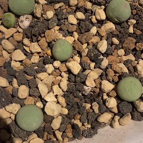 Photo of the plant species Conophytum calculus by @PioneerRutabaga named Conophytum Calculus on Greg, the plant care app