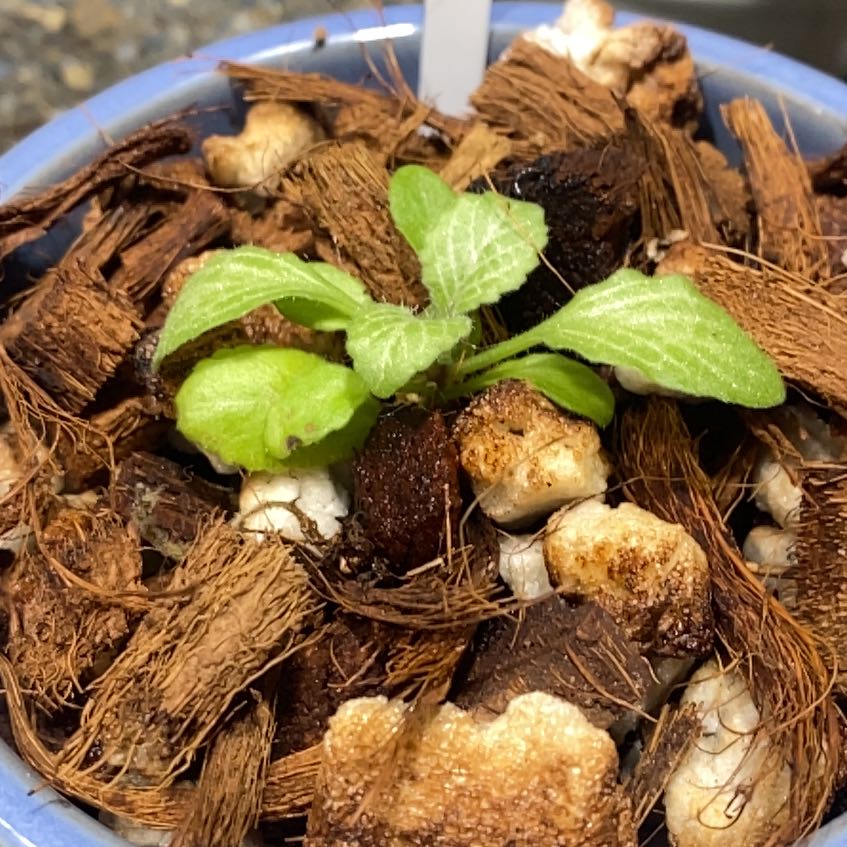Photo of the plant species Frosted Jade Asian Violet by @PioneerRutabaga named Asian Violet - Frosted Jade on Greg, the plant care app