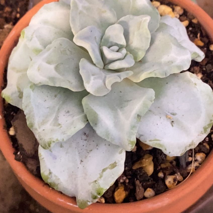 Photo of the plant species Echeveria Crispate Beauty by @PioneerRutabaga named Echeveria ‘Crispate Beauty’ on Greg, the plant care app