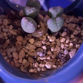 Photo of the plant species Living Pebble by @PioneerRutabaga named Conophytum Bilobum on Greg, the plant care app