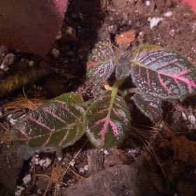 Photo of the plant species Episcia 'Copper' by @PioneerRutabaga named Episcia ‘Copper’ on Greg, the plant care app